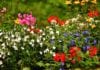Row between elderly neighbours over garden ends in court for abusive beahviour Galway Daily news Entries open for Galway City Tidy Towns and Garden competition 2021