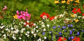 Row between elderly neighbours over garden ends in court for abusive beahviour Galway Daily news Entries open for Galway City Tidy Towns and Garden competition 2021