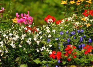 Row between elderly neighbours over garden ends in court for abusive beahviour Galway Daily news Entries open for Galway City Tidy Towns and Garden competition 2021