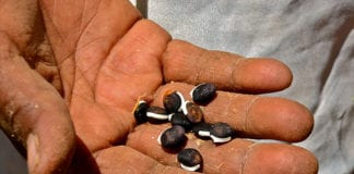 Climate change will mean no more beans NUI Galway study finds Galway Daily news NUI Galway stidy finds climate change threatening global supply of beans