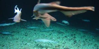 Rare shark nursery found off Galway coast Galway Daily news scientists find shark nursery of coast of Galway