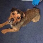 Galway News – Everyone should look for this adorable missing dog