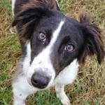 Galway News – Features – Astonishing recovery of puppy with horrific injuries