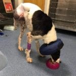 Asna after the amputation