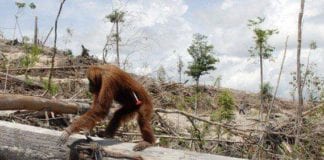 Extinction rebellion protest in Salthill draws hundreds Galway daily news Hundreds attend extinction rally in Salthill