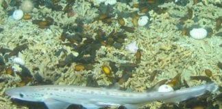 Marine Institute to show off shark nursery find at Galway Science Festival Galway Daily news Marine Institute teaching people about new shark discovery