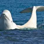 Beluga Whale