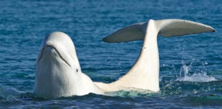 Rare arctic whales found off Irish coast Galway daily news rare arctic Beluga whales found in Irish waters