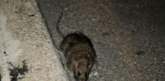 Ethnic food store served with closure order over dead rodents Galway Daily news Galway has third highest level of callouts for rodents