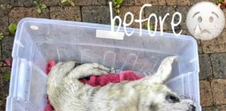 Rescued seals being released in Salthill after months of nursing