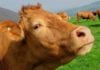 University of Galway joins multinational project for sustainable livestock farming Galway Daily news Cancelled agricultural shows can keep government funding for next year