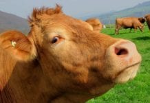 University of Galway joins multinational project for sustainable livestock farming Galway Daily news Cancelled agricultural shows can keep government funding for next year