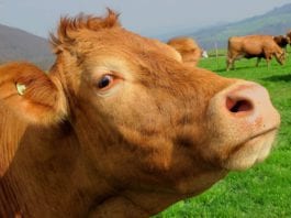 Galway Daily news Cancelled agricultural shows can keep government funding for next year
