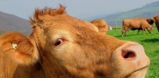 Cancelled agricultural shows can keep government funding for next year Galway Daily news Cancelled agricultural shows can keep government funding for next year