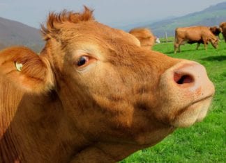 University of Galway joins multinational project for sustainable livestock farming Galway Daily news Cancelled agricultural shows can keep government funding for next year