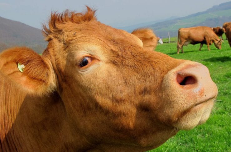 Galway Daily news Cancelled agricultural shows can keep government funding for next year