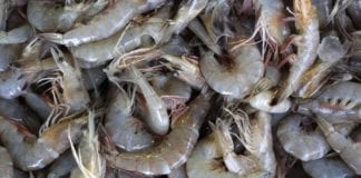 Galway environmental group says Salmon farming chemicals are hurting shrimp Galway daily news Salmon farm chemicals could be hurting shrimp stocks