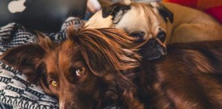 People urged to support ISPCA emergency appeal amid rise in cruelty Galway Daily news Surge in people surrendering their dogs MADRA says