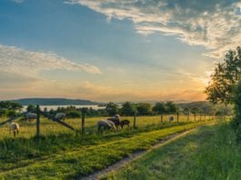 Galway Daily news Farmers getting €13.4 million basic payment scheme refunds