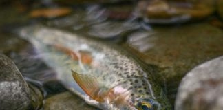 Owenriff river “lethal” to fish during heatwave Galway Daily news Temperatures in Owenriff river lethal to fish during heatwave