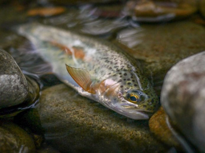 Galway Daily news Temperatures in Owenriff river lethal to fish during heatwave