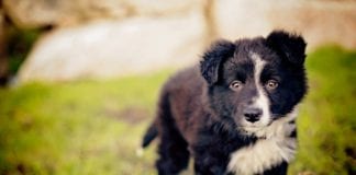 Make a dog’s Christmas with a gift hamper for MADRA Galway daily news treat a dog to a Christmas hamper with MADRA