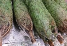 Free Christmas Tree recycling services in Galway Galway Daily news Free Christmas Tree recycling in Galway County