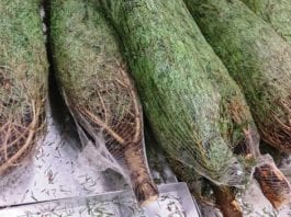 Galway Daily news Free Christmas Tree recycling in Galway County