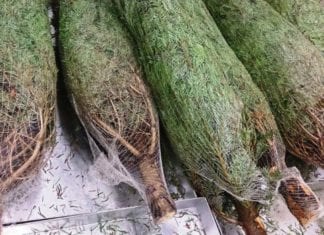 Free Christmas Tree recycling services in Galway Galway Daily news Free Christmas Tree recycling in Galway County