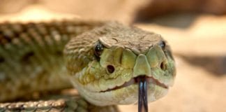 Local scientists crack the secret of snake venom Galway Daily news NUI Galway scientists crack the secrets of snake venom