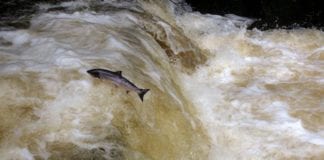Farmed salmon in Connemara river a “serious cause for concern” Galway Daily news The rivers closed to Salmon and Sea Trout fishing in 2022