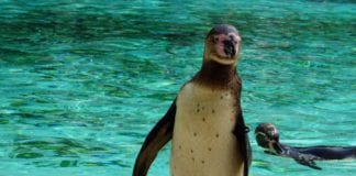 Galway Aquarium submits plans for penguin habitat Galway Daily news Second run at Galway penguin habitat shot down