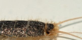 Galway has Ireland’s third highest level of silverfish infestations Galway daily news Stockpiling food increases risk of infestations