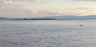 Nimmo the dolphin returns to Galway Bay for the fifth year running Galway daily news Nimmo the dolphin spotted at the Galway Docks