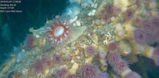 Historic shipwrecks off the west coast form dazzling artificial reefs Galway Daily news Shipwrecks off the Irish coast form dazzling artificial reefs