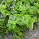 Seaweed