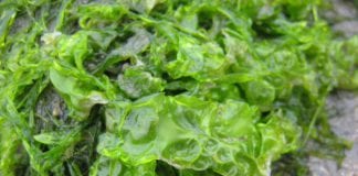 One type of seaweed could play a key role in coastal economies Galway Daily news One type of seaweed could be key to Irish aquaculture