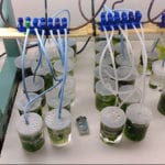 Sea lettuce