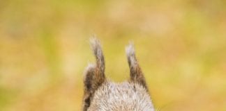 Nature lovers asked to help with squirrel and marten survey