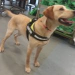 drug detector dog bailey