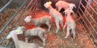 Sheep has her second set of sextuplets in Athenry Galway Daily news Sheep in Athenry gives birth to second set of sextuplets