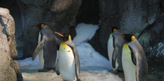 Galway Atlantaquaria appeals rejection of penguin habitat plans Galway daily news Galway Atlantaquarium appeals rejection of penguin habitat