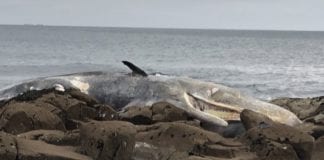 40 foot sperm whale washes ashore in Connemara Galway Daily news 40ft sperm whale washes ashore in Connemara
