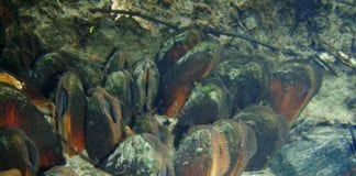 €10 million scheme launched to conserve freshwater pearl mussel habitats Galway Daily news €10 million scheme launched to conserve freshwater pearl mussel habitats