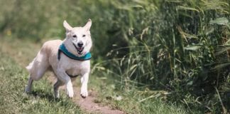 Pet owners invited to enter free draw for €1,500 Petmania gift card! Galway Daily news Plans in the works for new Dog Park near Oranmore