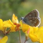 Common Blue Butterfly in Merlin Woods -Photo credit Colin Stanley 10-06-2015