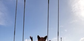 Take part in the magic of Macnas this summer Galway Daily life & style Get a look behind the curtain of Macnas magic this summer