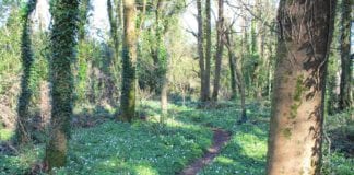 Calls for Merlin Woods to be part of Special Area of Conservation Galway daily news Resurfacing works underway in Merlin Park Woods