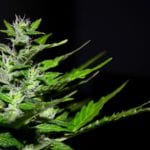 cannabis-2761102_960_720