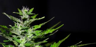 Man arrested in connection with cannabis grow house in Athenry Galway Daily news Dublin man who came to help Tuam Home survivors sentenced for cannabis grow house